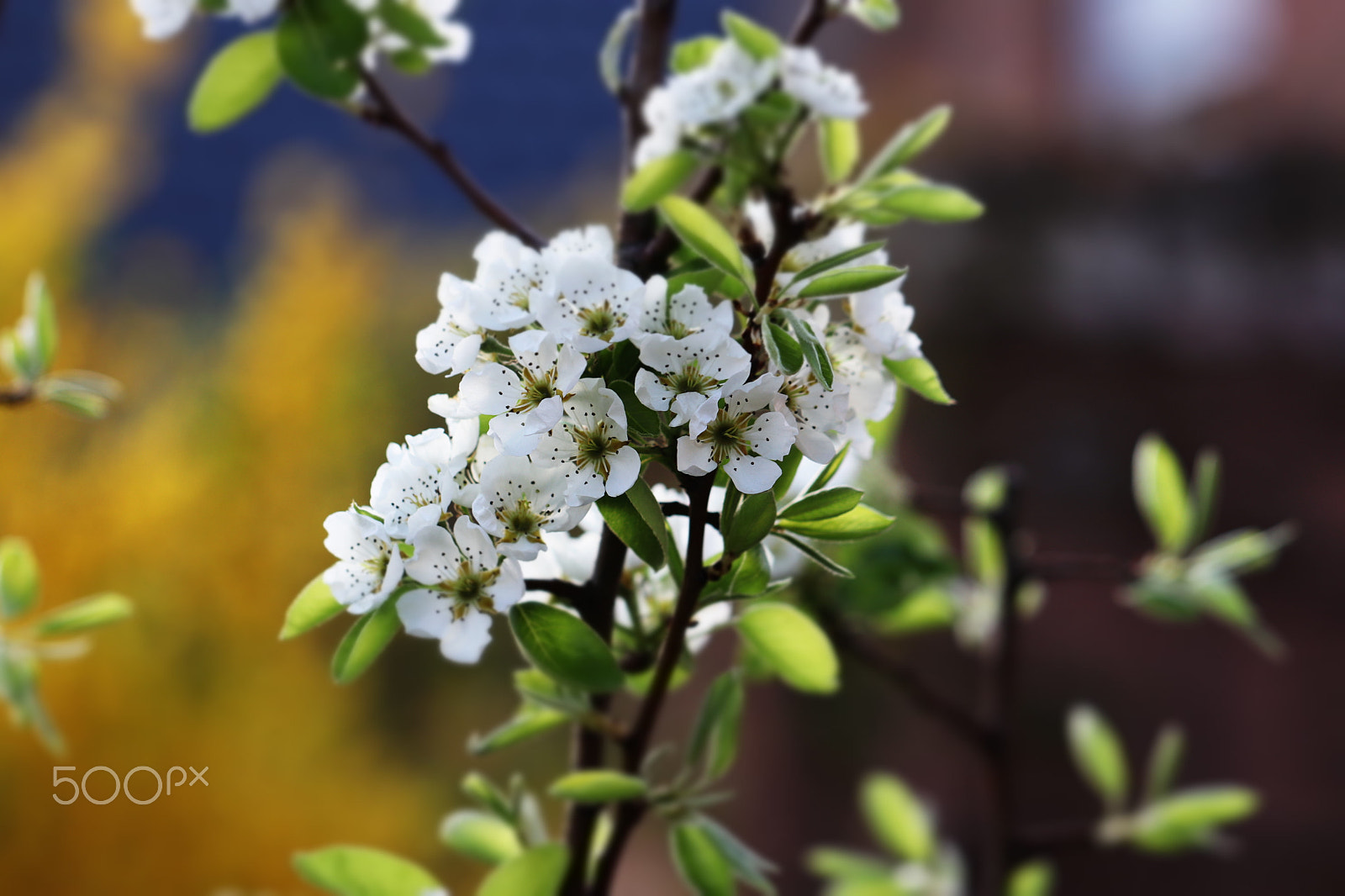 Canon EF 100mm F2.8L Macro IS USM sample photo. Flowers photography