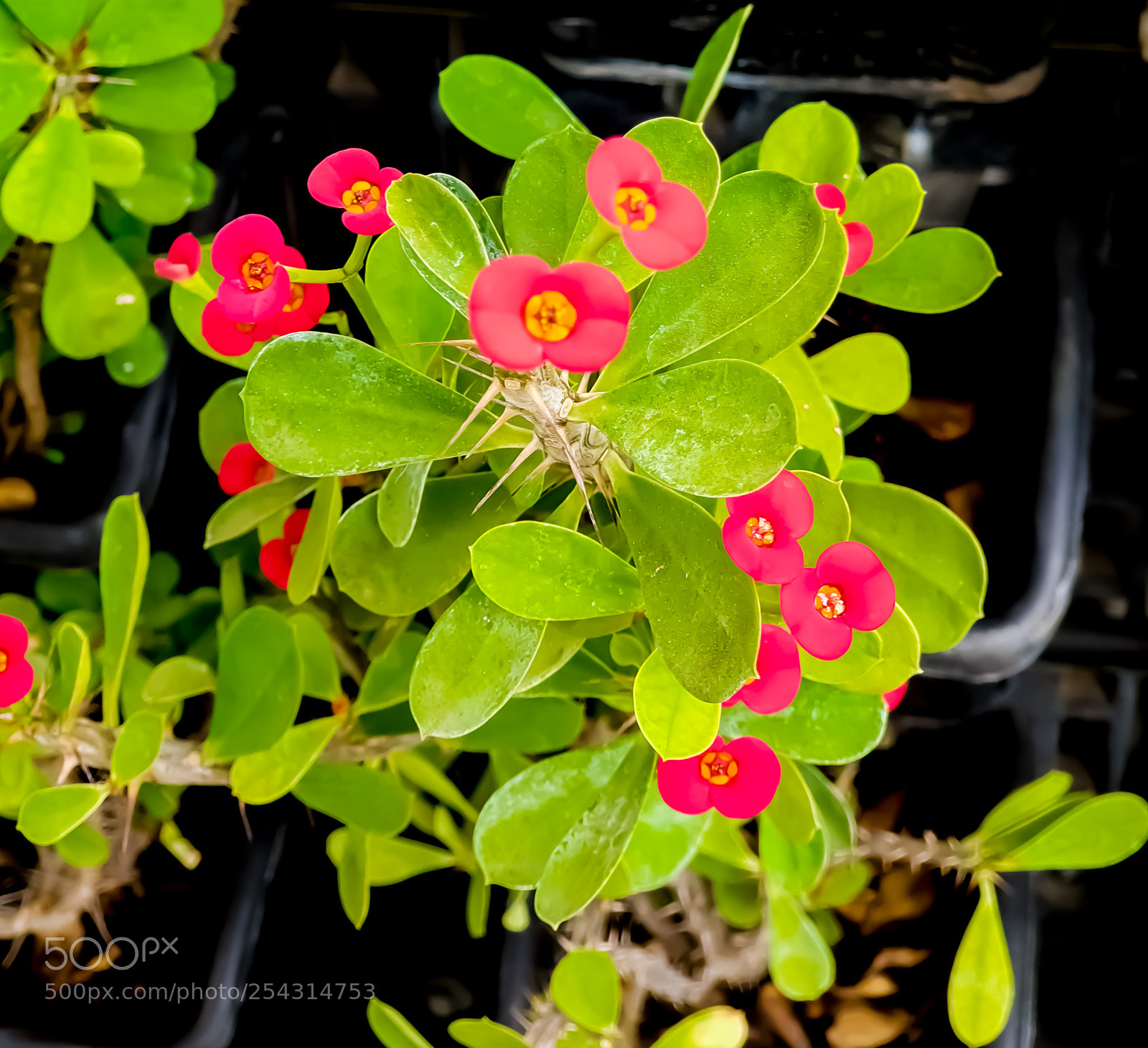 Samsung Galaxy S9+ sample photo. Colorful photography