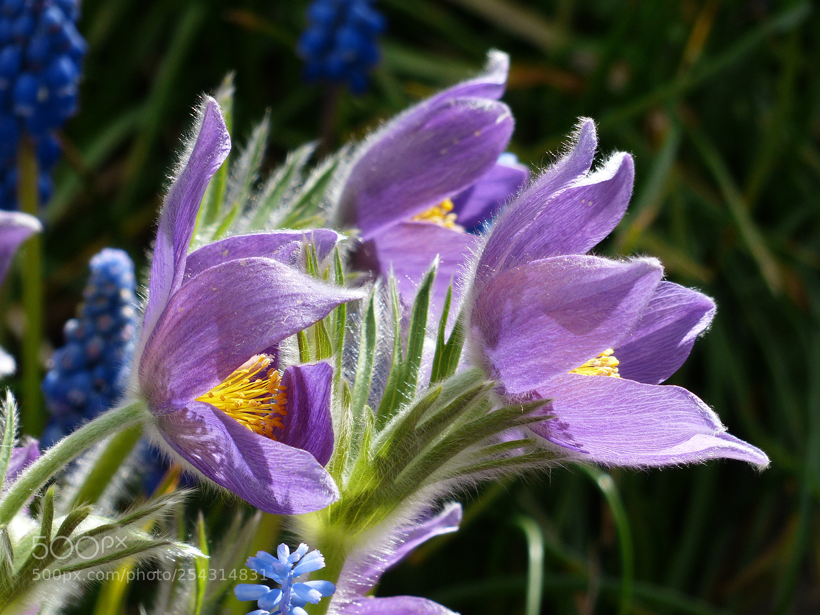 Panasonic Lumix DMC-FZ200 sample photo. Flourish photography