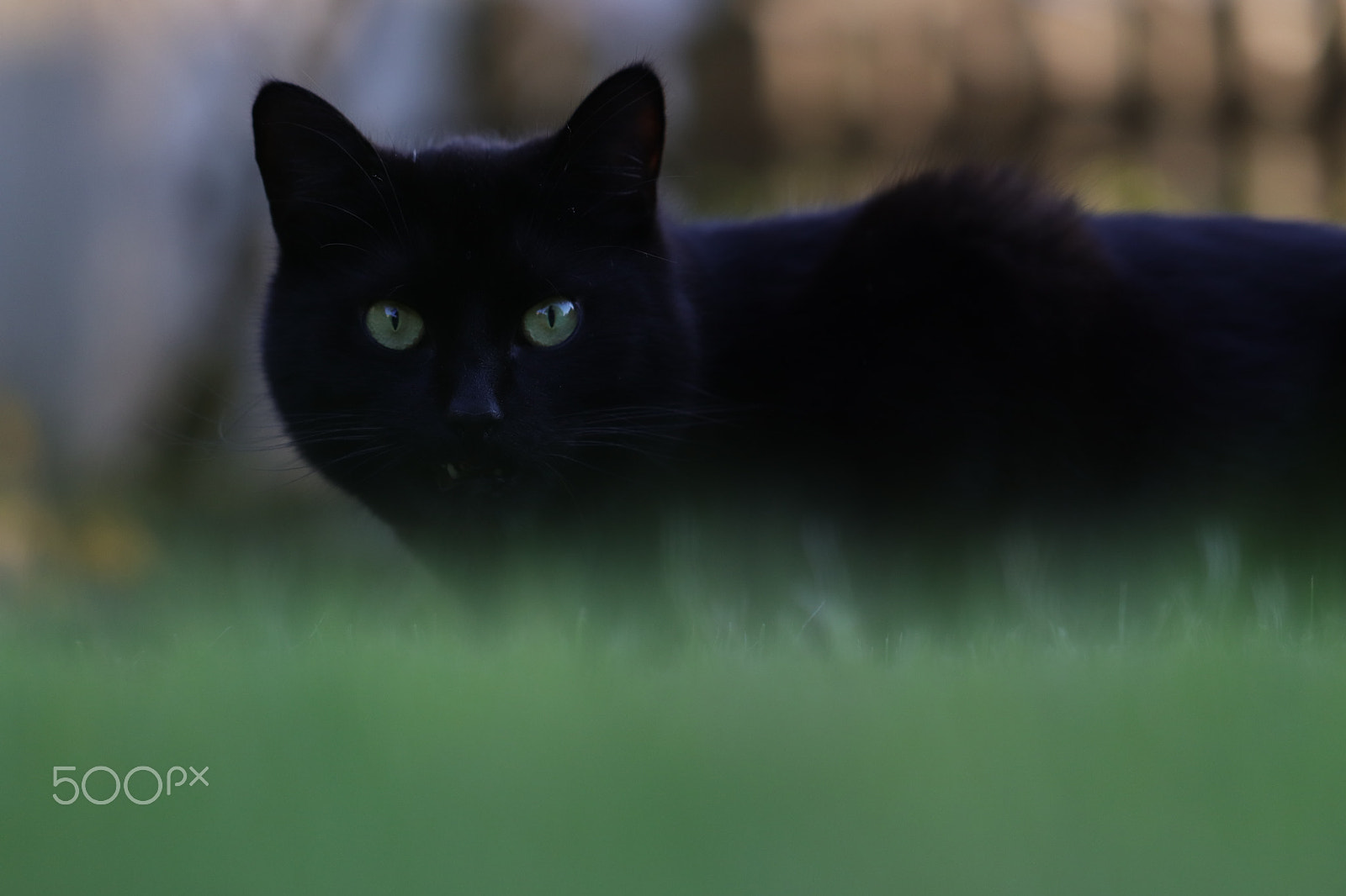 Canon EF 100mm F2.8L Macro IS USM sample photo. Cat ii photography