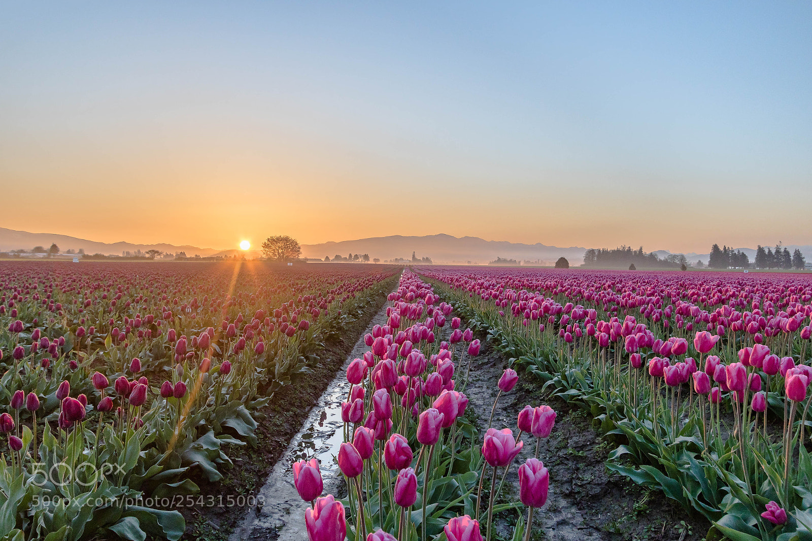 Canon EOS 7D Mark II sample photo. Tulip sunrise photography