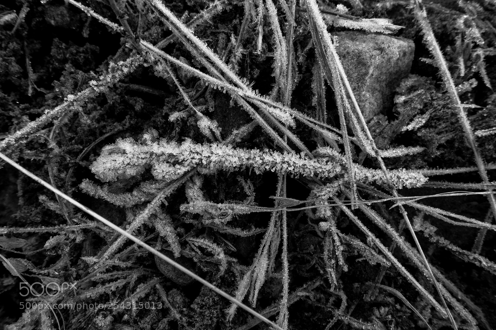 Sony DSC-RX100M5 sample photo. Geometric abstraction of nature photography