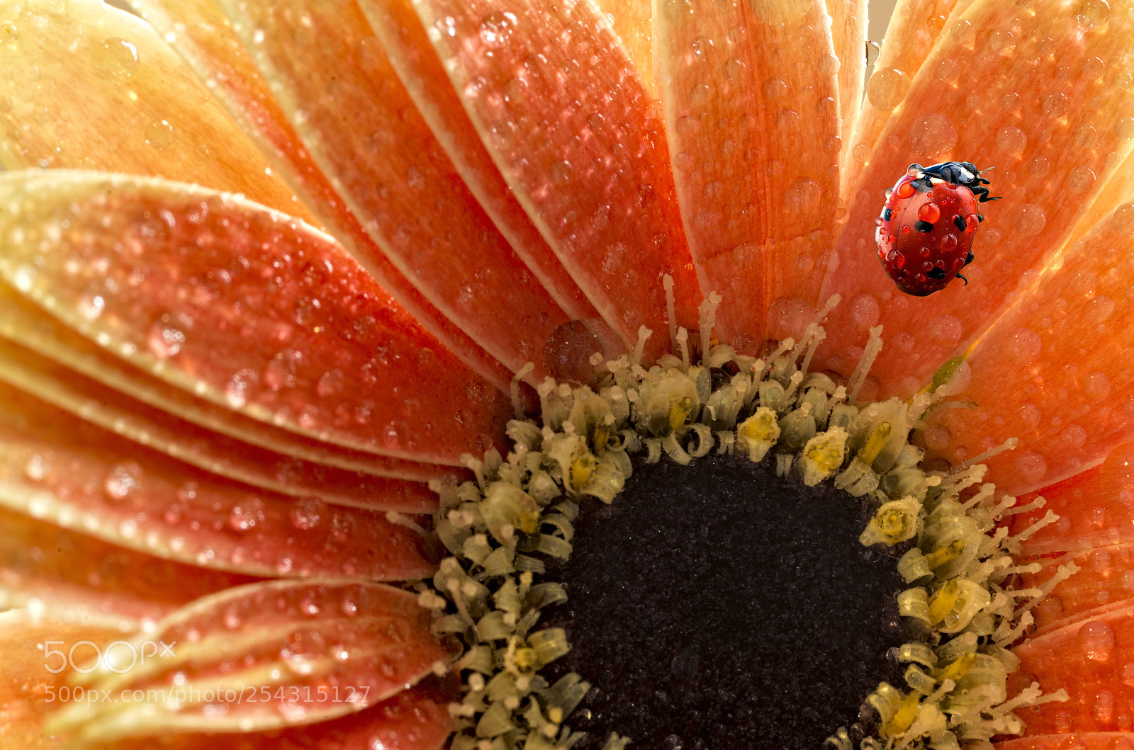 Pentax K-30 sample photo. Ladybug  photography