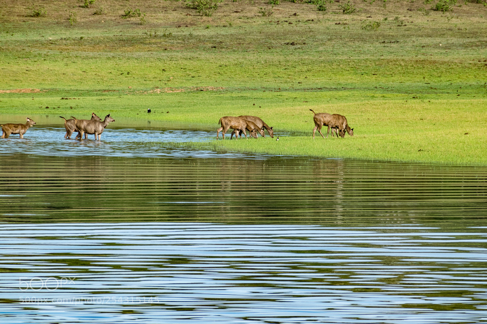 Nikon D5300 sample photo. Wild deer family drinking photography