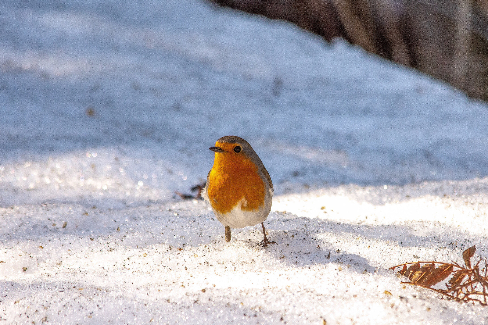 Nikon D7200 sample photo. Robin photography