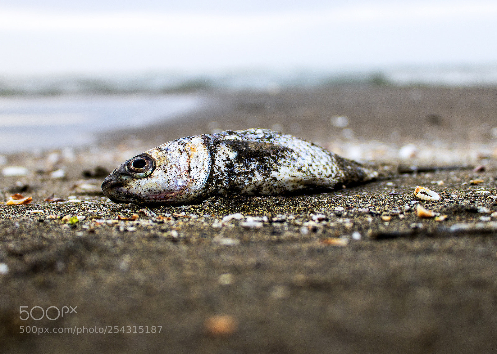 Canon EOS 77D (EOS 9000D / EOS 770D) sample photo. Dead photography