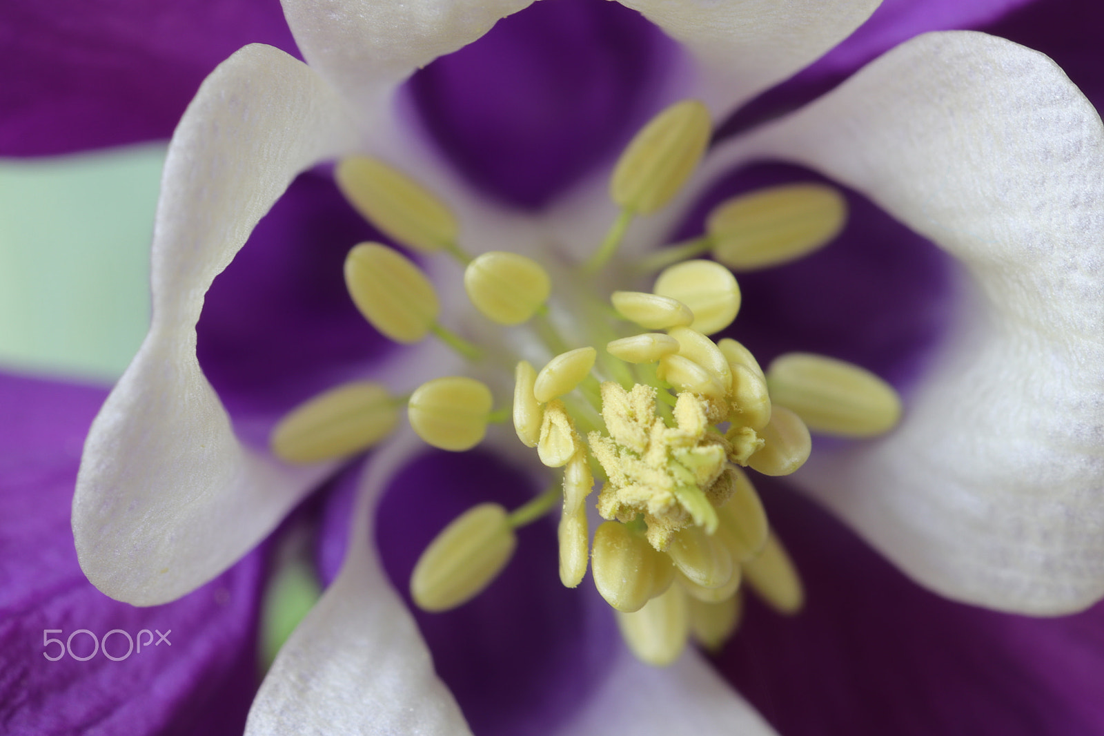 Canon EF 100mm F2.8L Macro IS USM sample photo. Macro photography