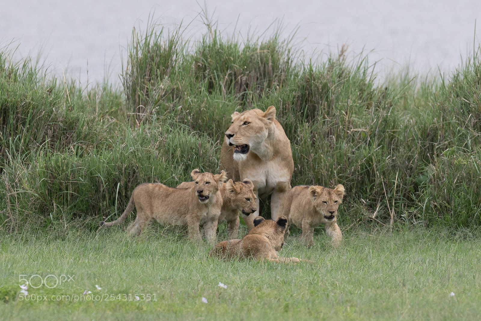 Nikon D850 sample photo. Simba with babies photography