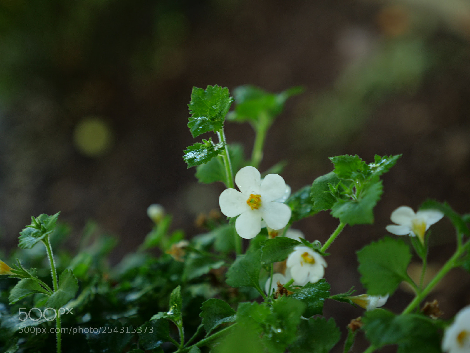 Panasonic Lumix DC-GH5 sample photo. P photography