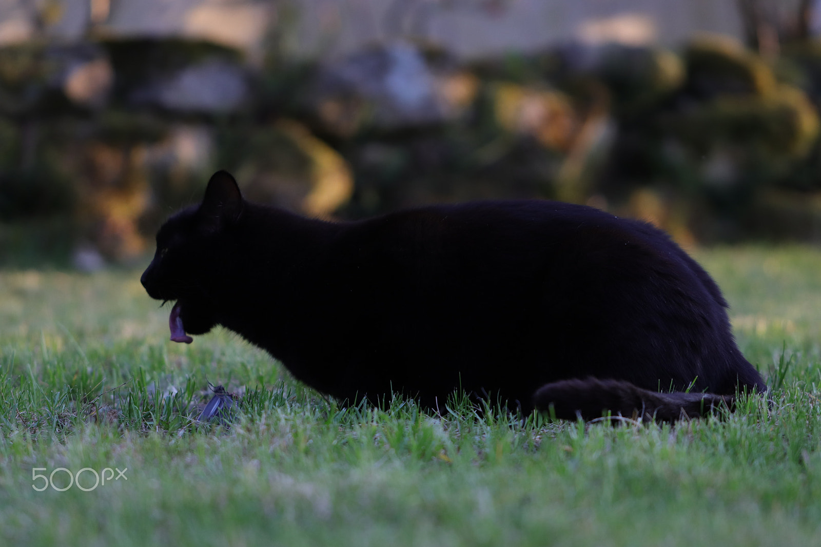 Canon EF 100mm F2.8L Macro IS USM sample photo. Cat iii photography