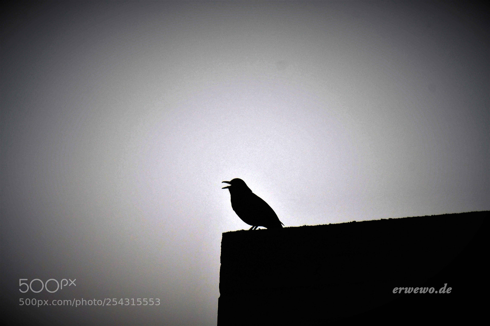 Nikon D500 sample photo. The last song for photography