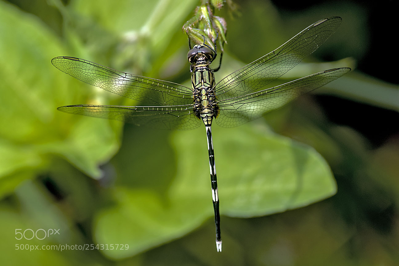 Nikon D80 sample photo. Dragonfly photography