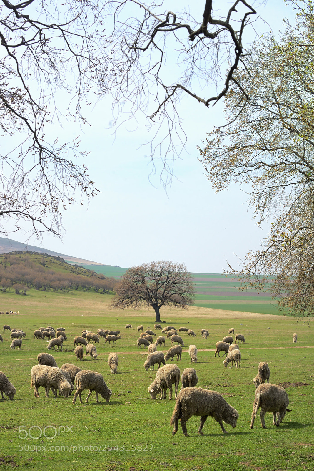 Nikon D610 sample photo. Flock of sheep on photography