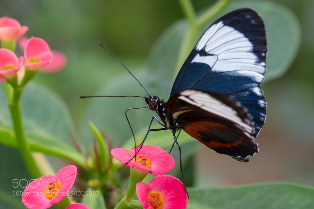 Canon EOS 7D sample photo. Butterfly heliconius photography
