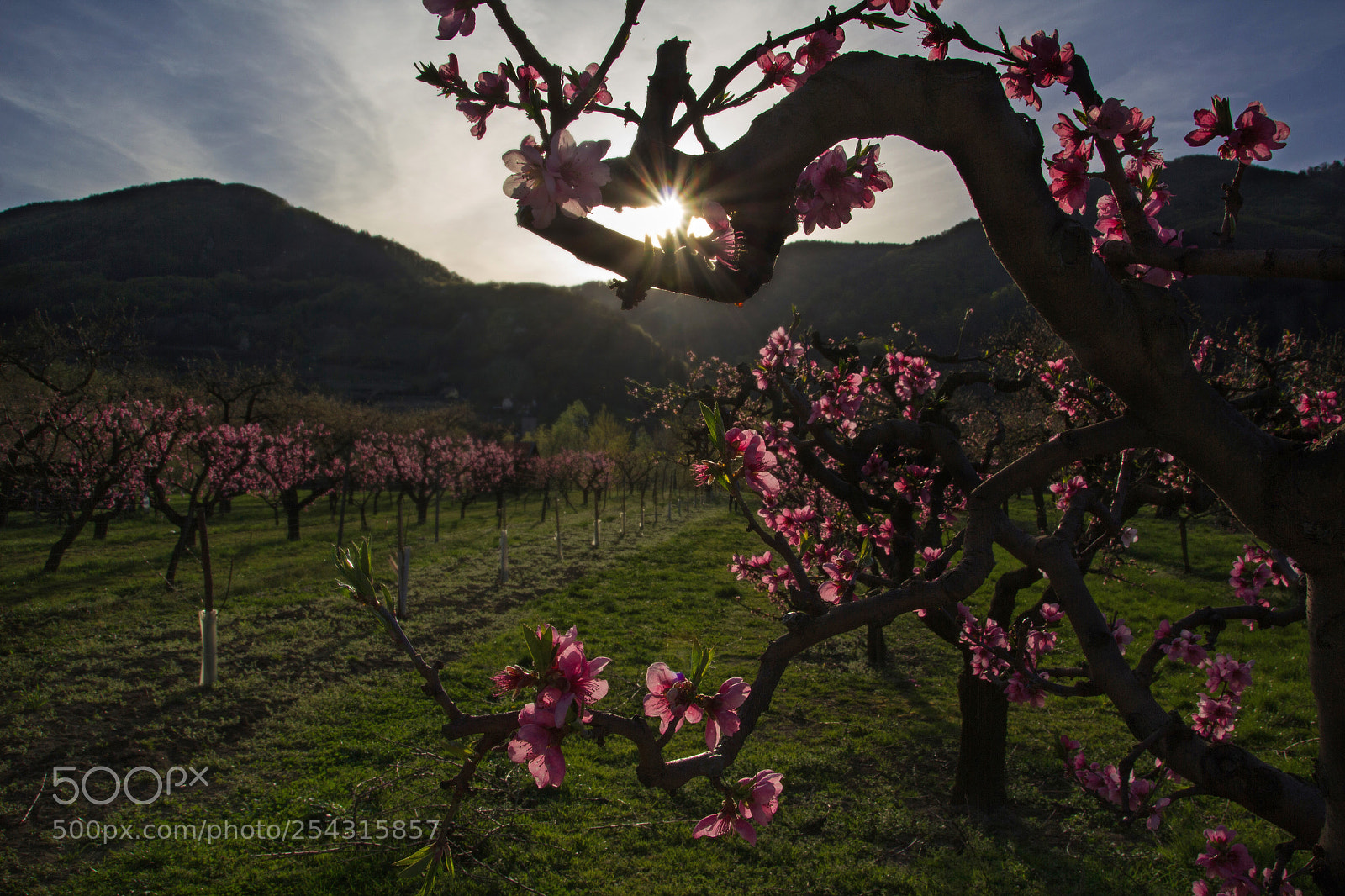 Canon EOS 550D (EOS Rebel T2i / EOS Kiss X4) sample photo. Wachau in bloom | part 2 photography