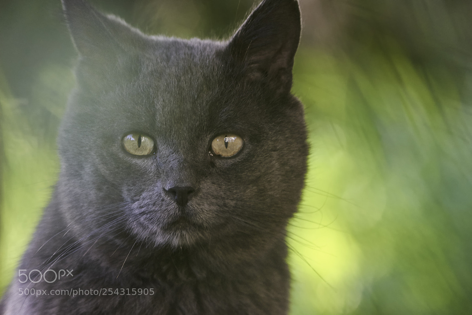 Nikon D7200 sample photo. Shy tom-cat photography