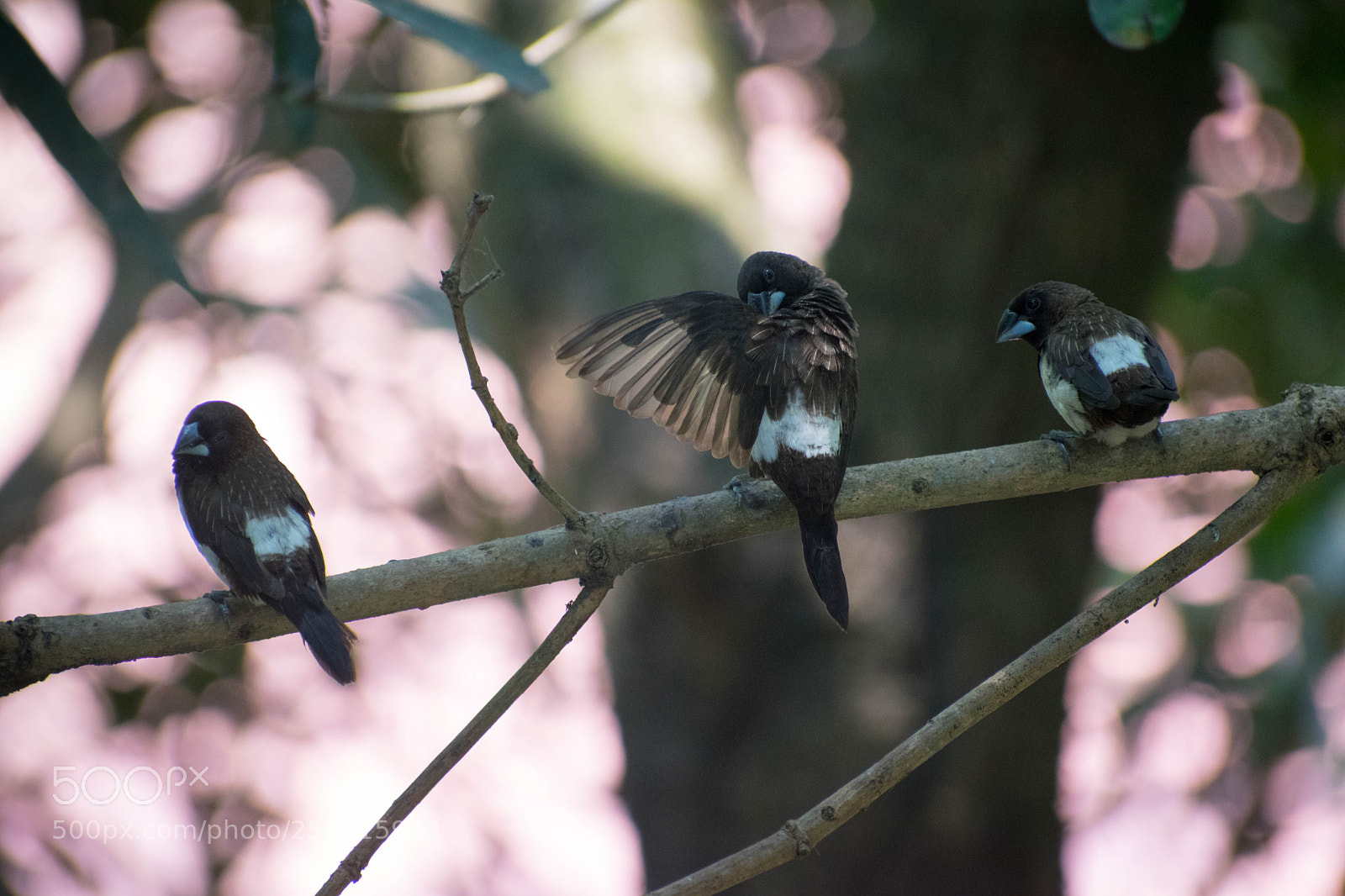 Nikon D5300 sample photo. White rumped munia photography