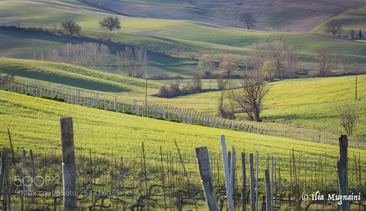 Nikon D7200 sample photo. Green tuscany photography