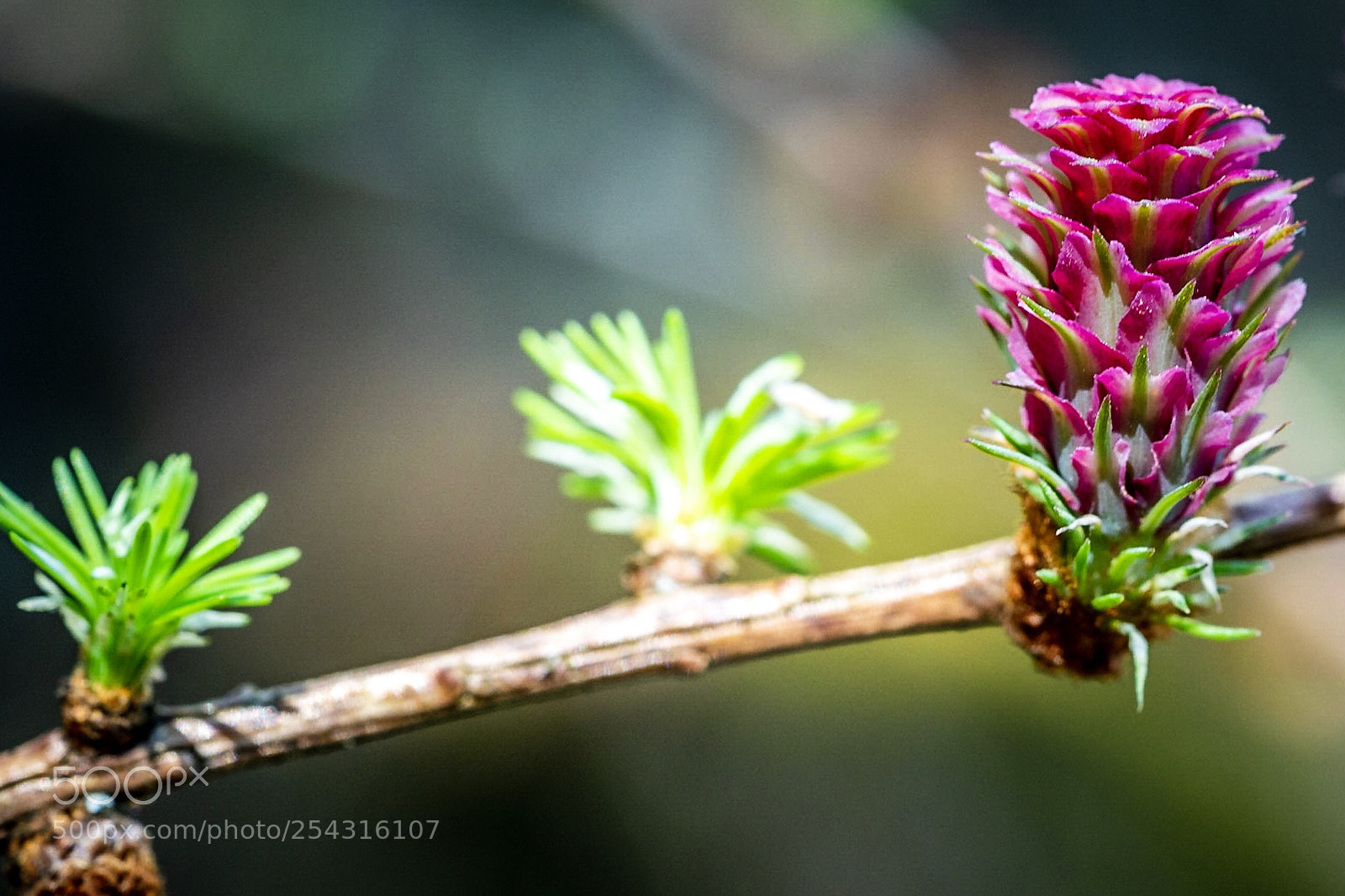 Sony a7R III sample photo. Young cone of a photography