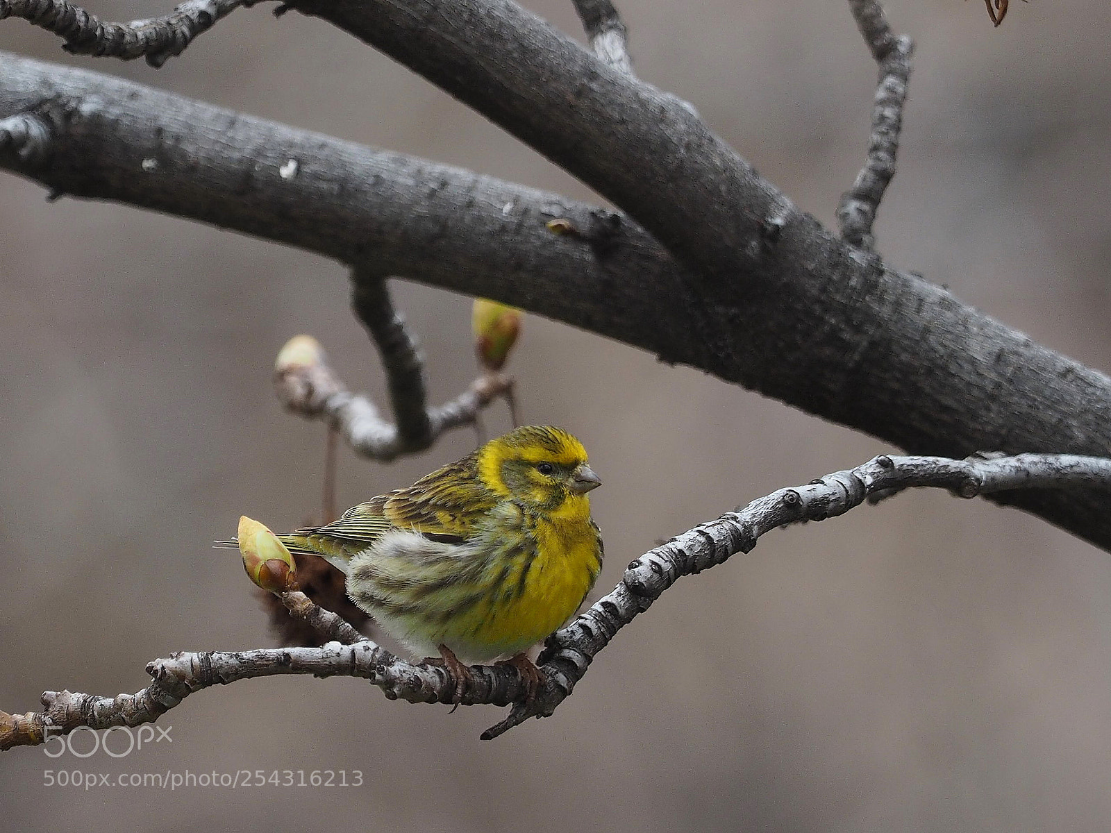 Olympus OM-D E-M1 sample photo. Serin verdecillo (serinus serinus) photography
