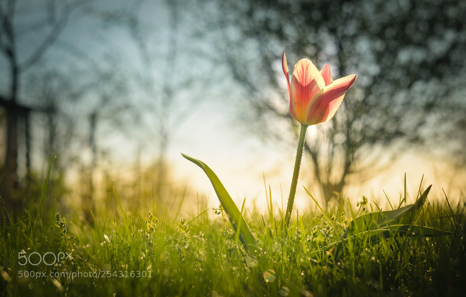 Nikon D3300 sample photo. Morning tulip photography