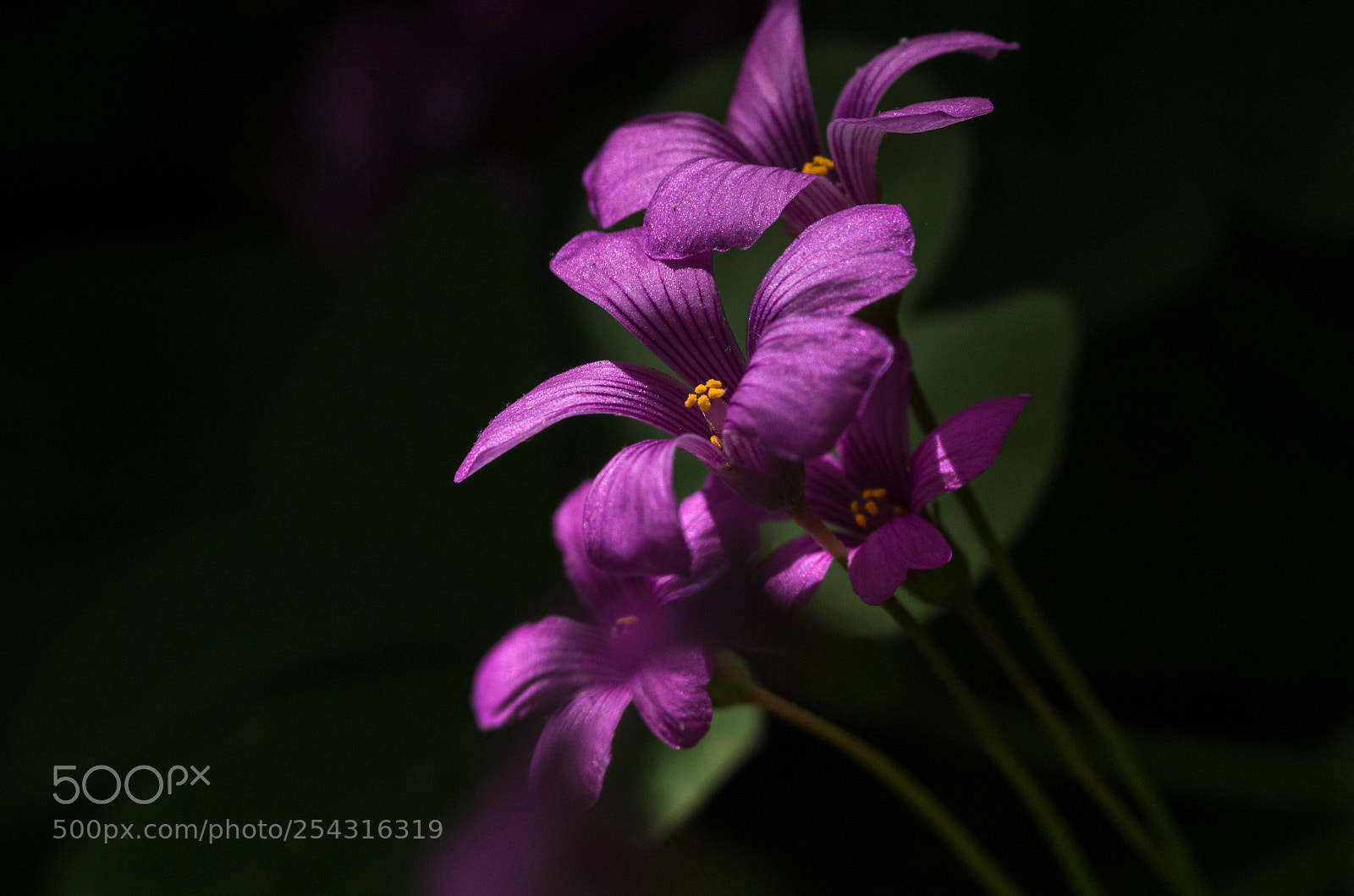 Pentax K-30 sample photo. Untitled photography