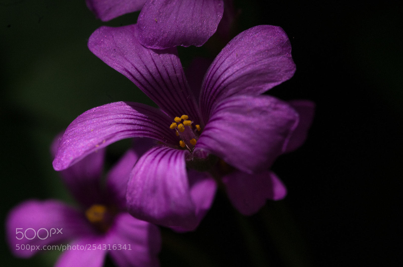 Pentax K-30 sample photo. Untitled photography