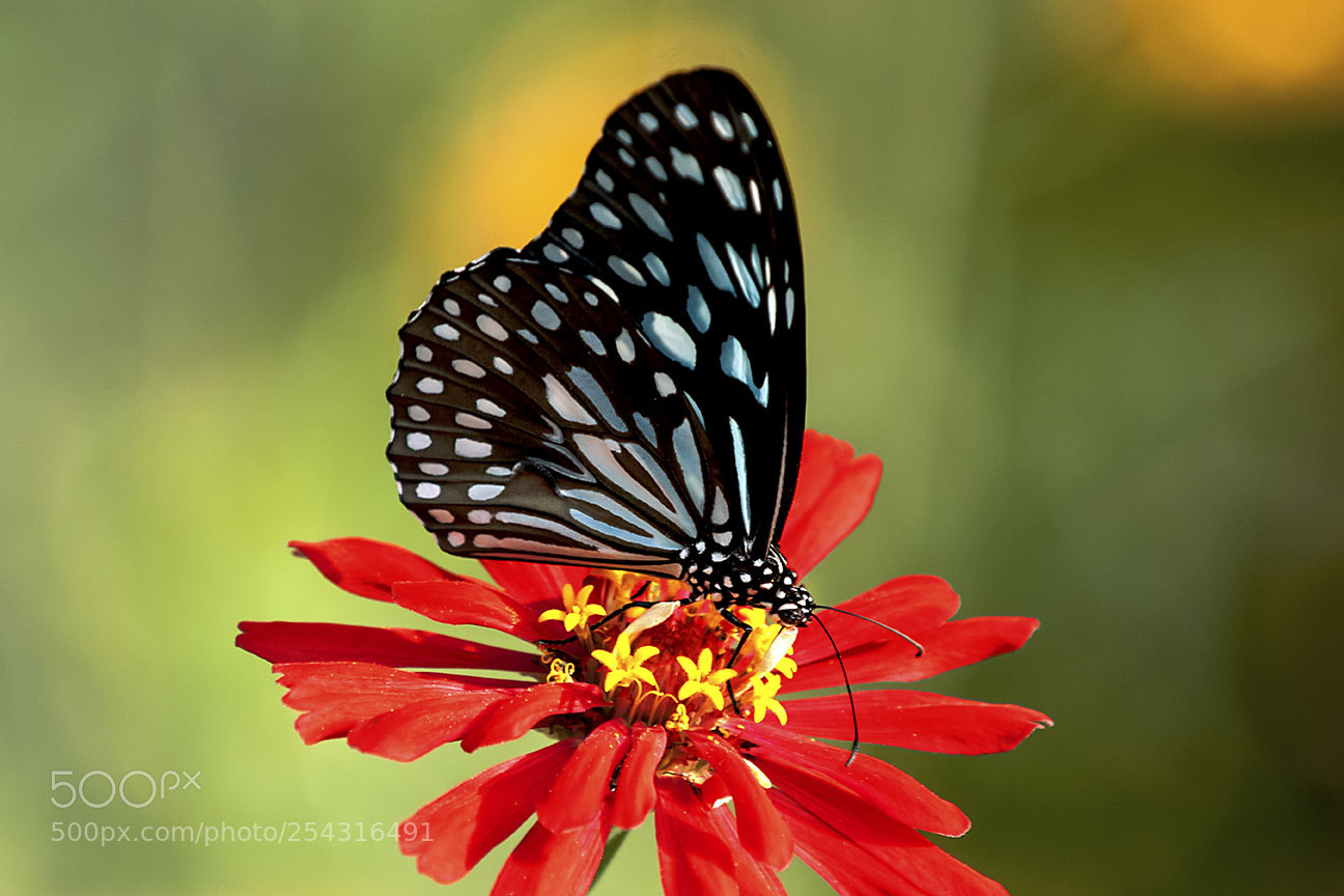 Nikon D80 sample photo. Butterfly photography