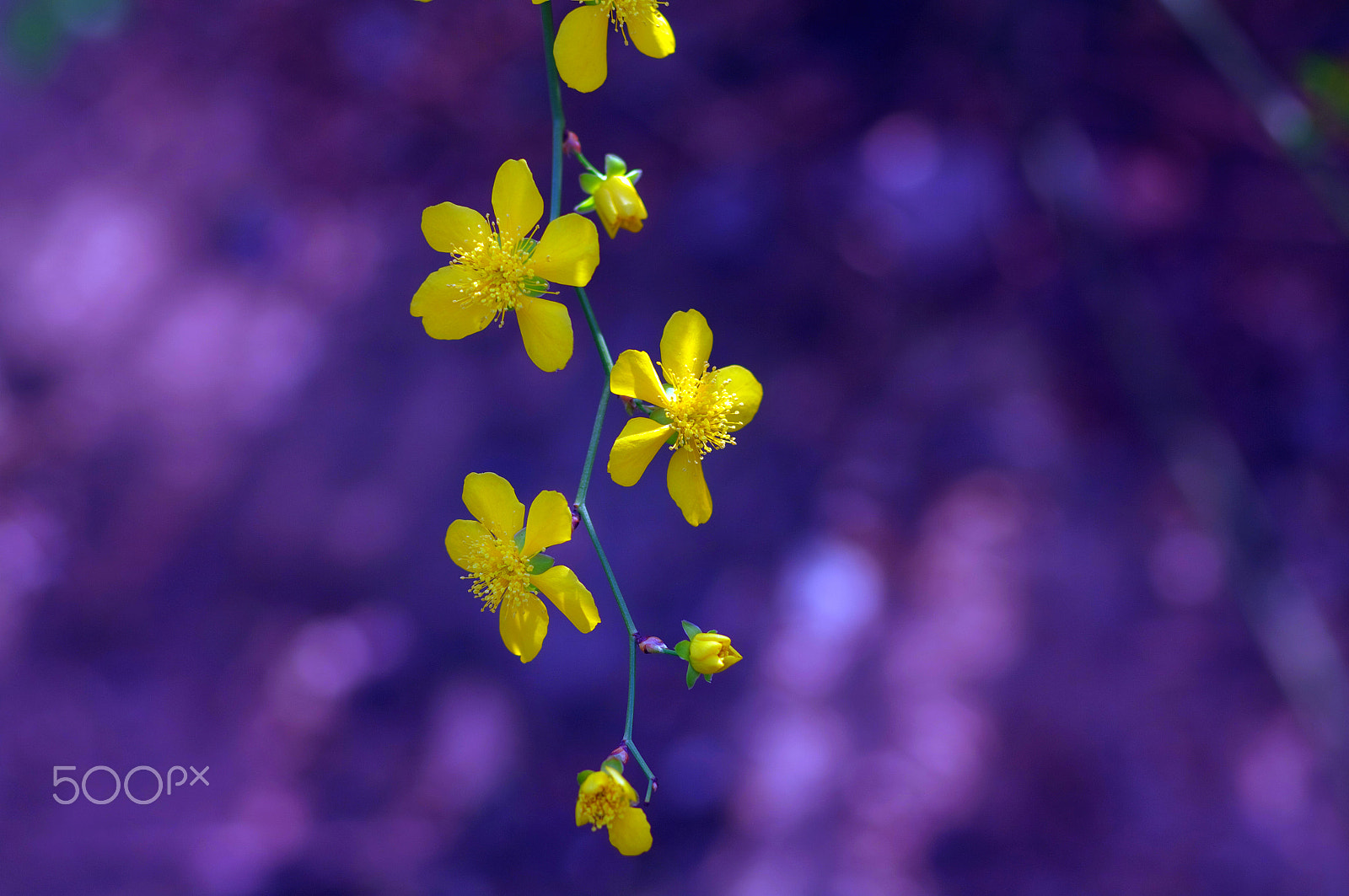 Pentax K-7 sample photo. Wild flowers photography