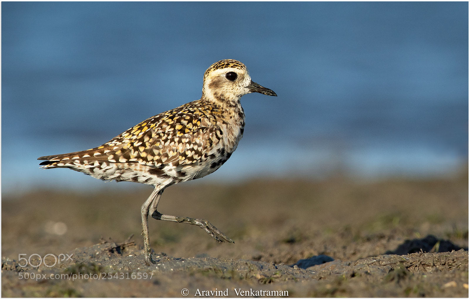 Canon EOS 7D Mark II sample photo. Pacific golden plover photography