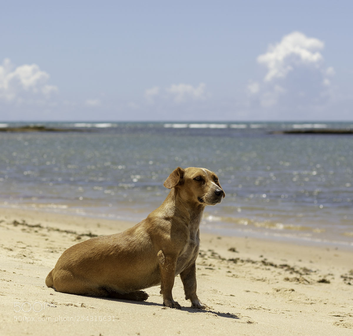 Canon EOS 750D (EOS Rebel T6i / EOS Kiss X8i) sample photo. Dog photography