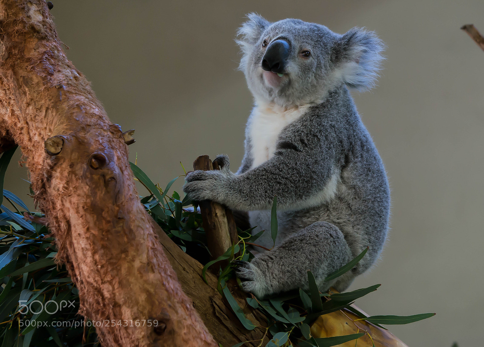 Sony Alpha NEX-6 sample photo. What a bear photography