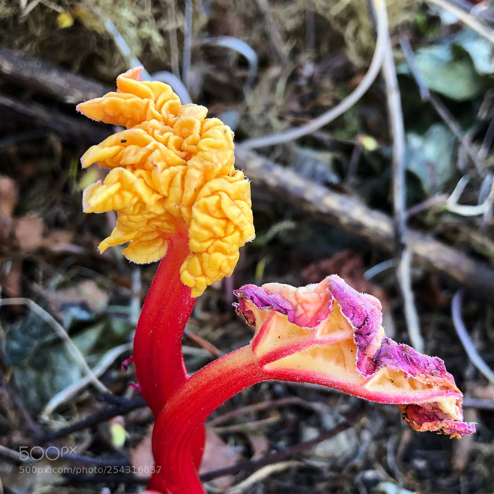 Apple iPhone 8 Plus sample photo. Rhubarb photography