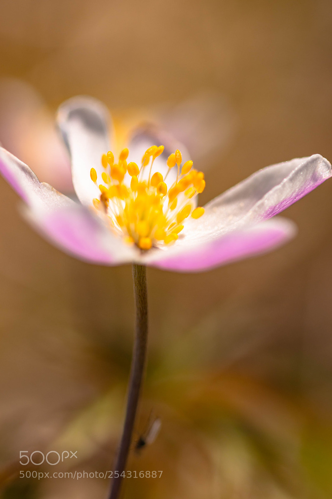 Canon EOS 200D (EOS Rebel SL2 / EOS Kiss X9) sample photo. Anemone nemorosa photography