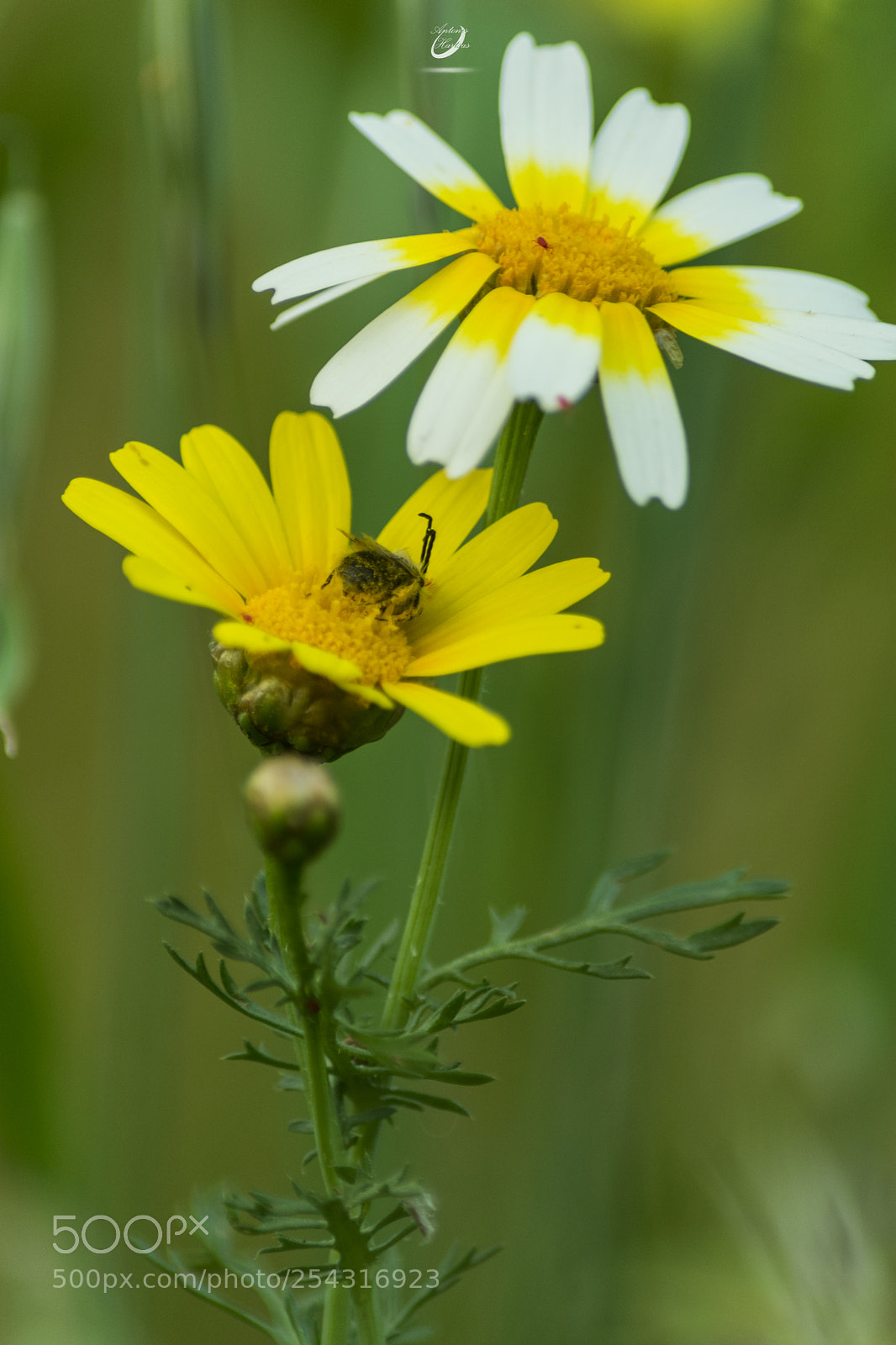 Nikon D3400 sample photo. Τhe colors of spring photography