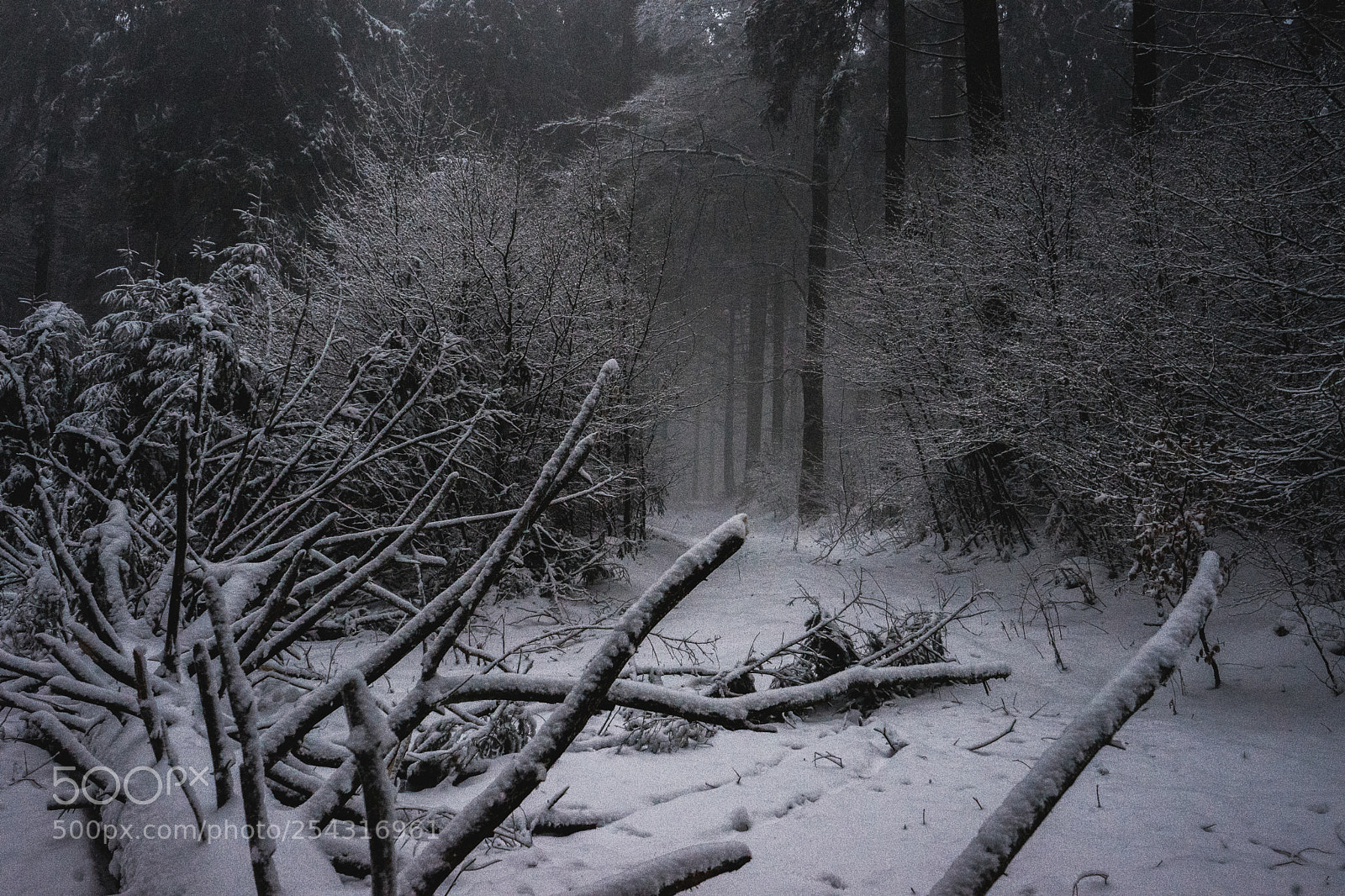 Sony a7 sample photo. Dark and misty ways photography