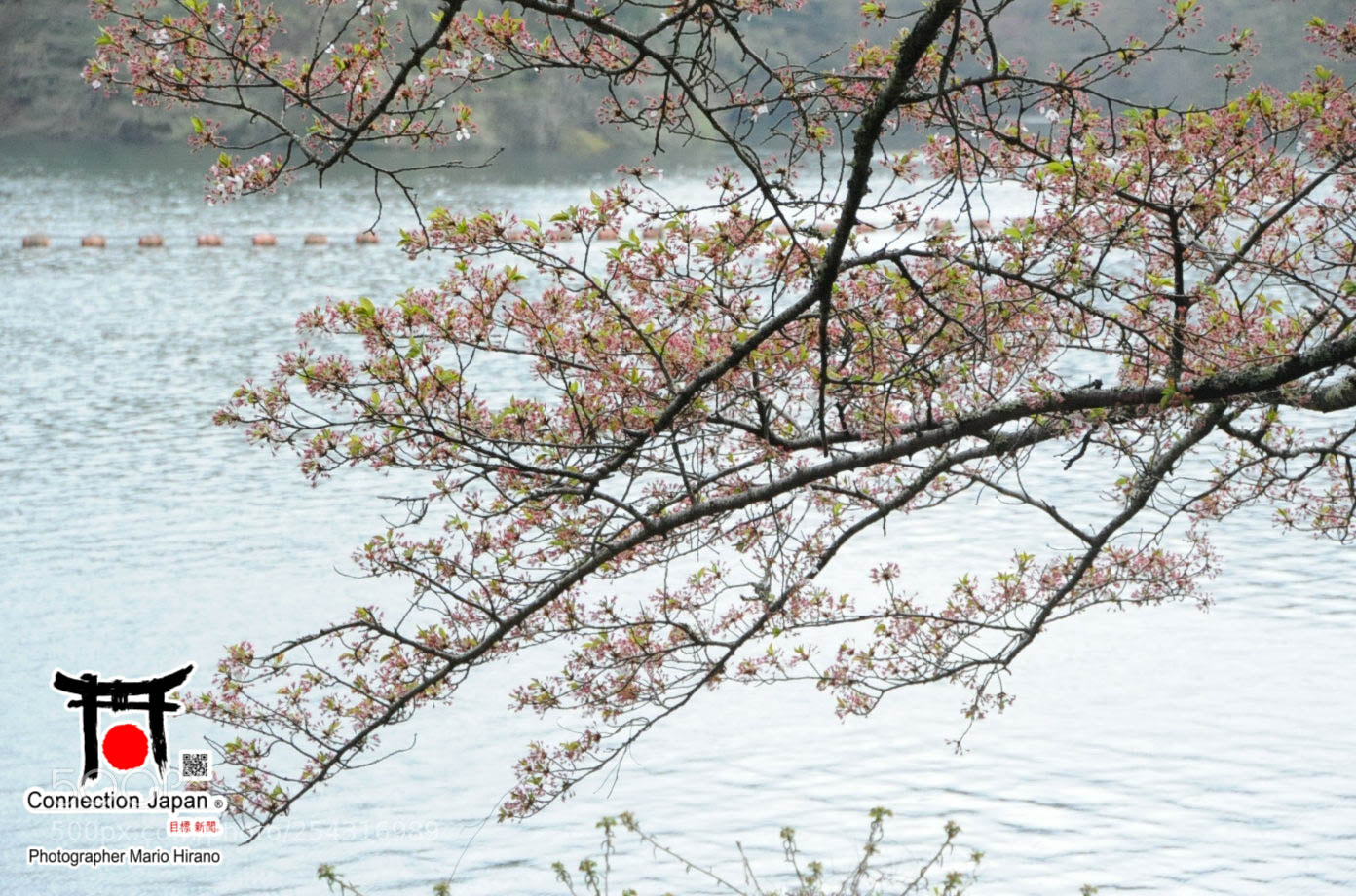 Nikon D700 sample photo. Excurs o japan tour photography