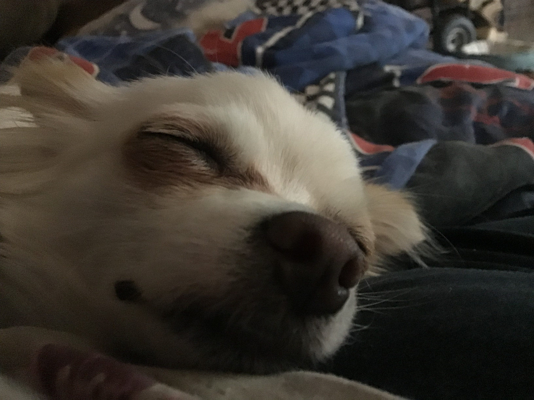 Apple iPad (6th generation) sample photo. Nap time photography