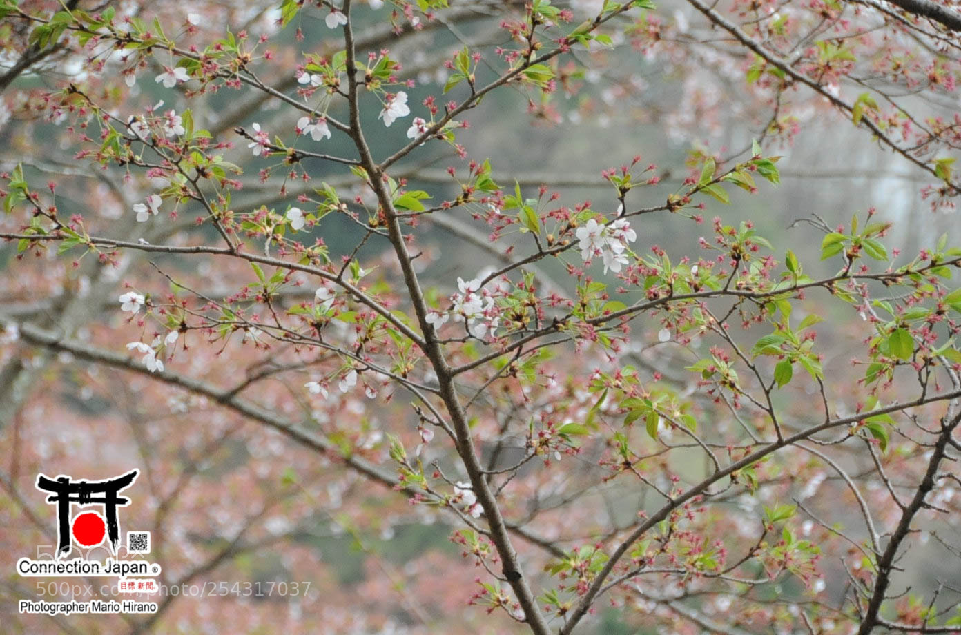 Nikon D700 sample photo. Excurs o japan tour photography