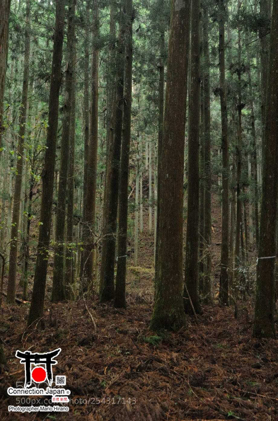 Nikon D700 sample photo. Excurs o japan tour photography