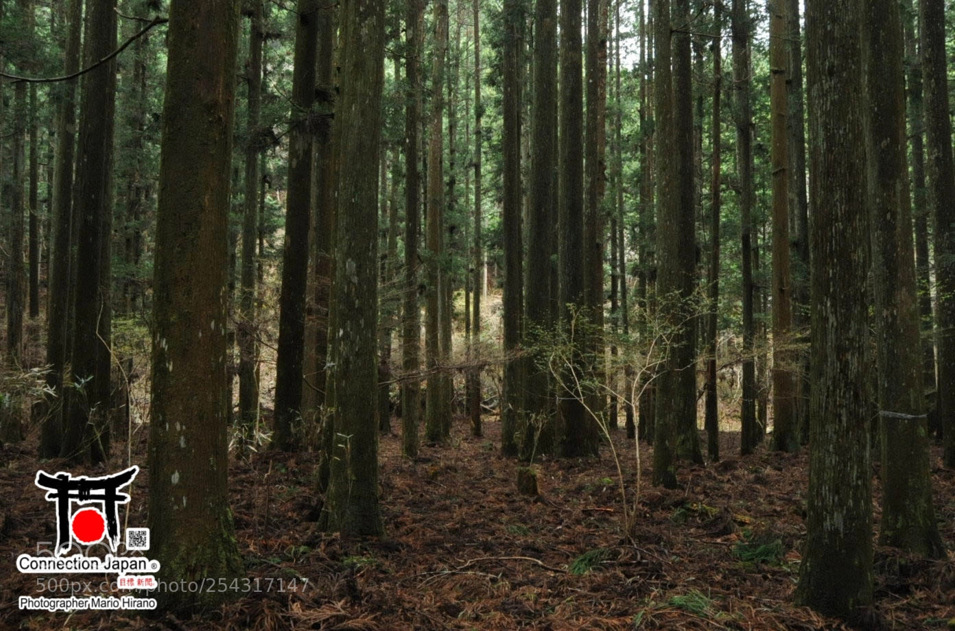 Nikon D700 sample photo. Excurs o japan tour photography