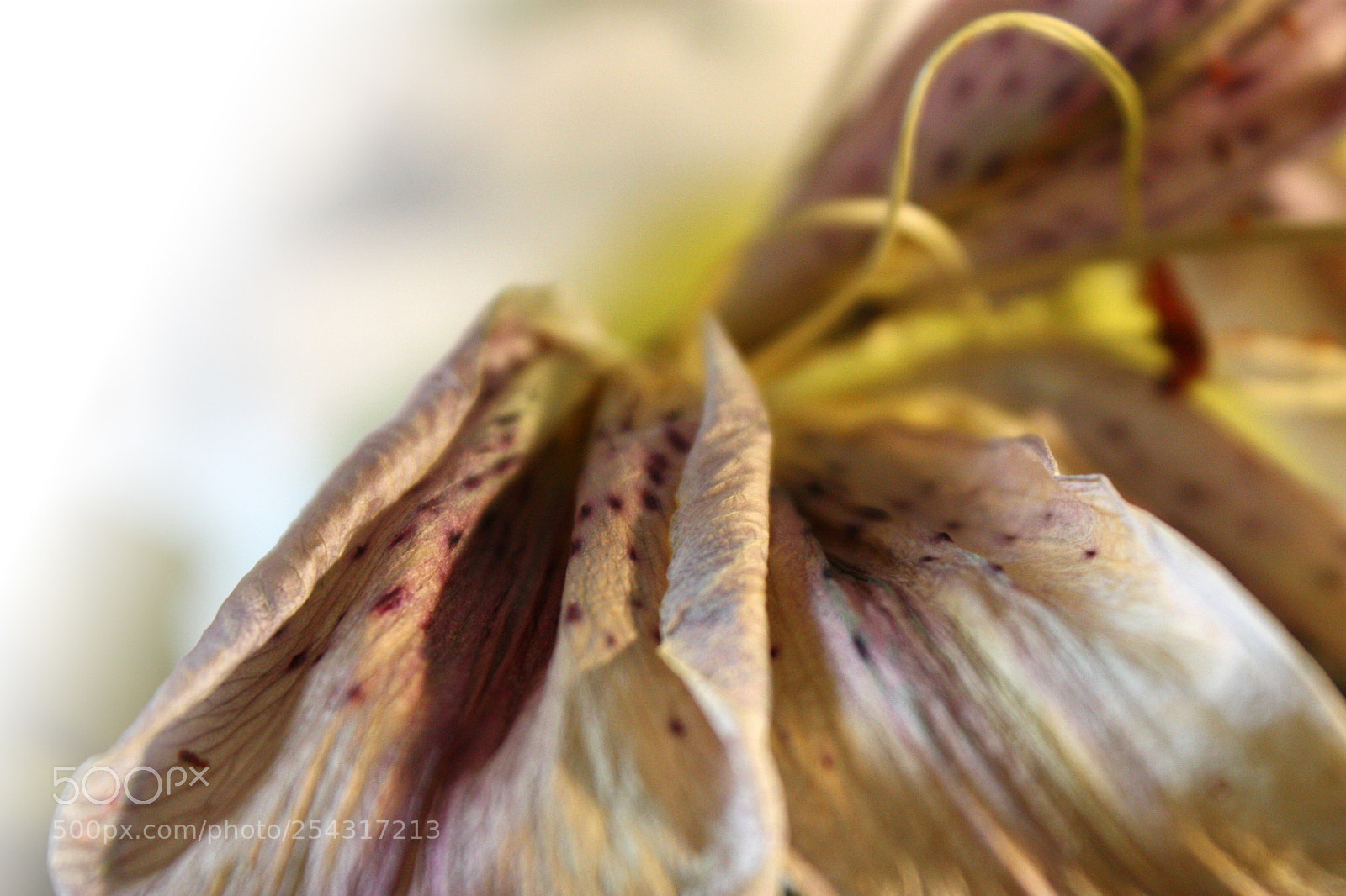 Canon EOS 450D (EOS Rebel XSi / EOS Kiss X2) sample photo. Dried lillies photography