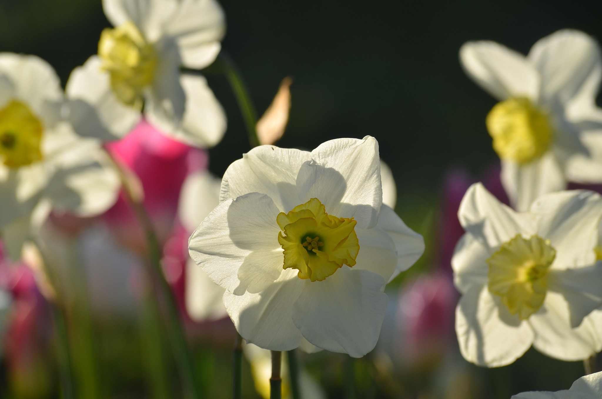 Nikon D7000 sample photo. Lale photography