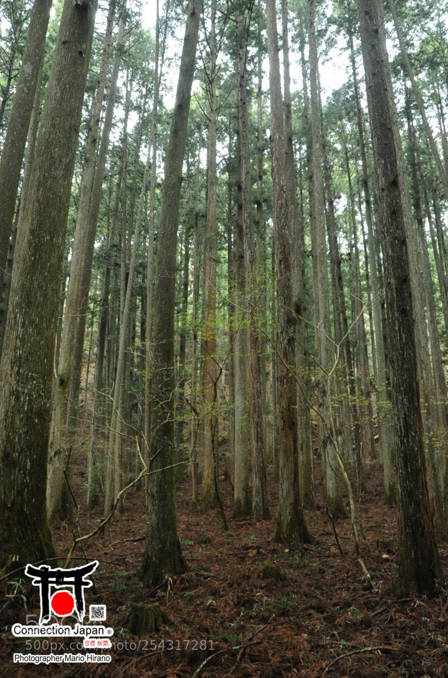 Nikon D700 sample photo. Excurs o japan tour photography