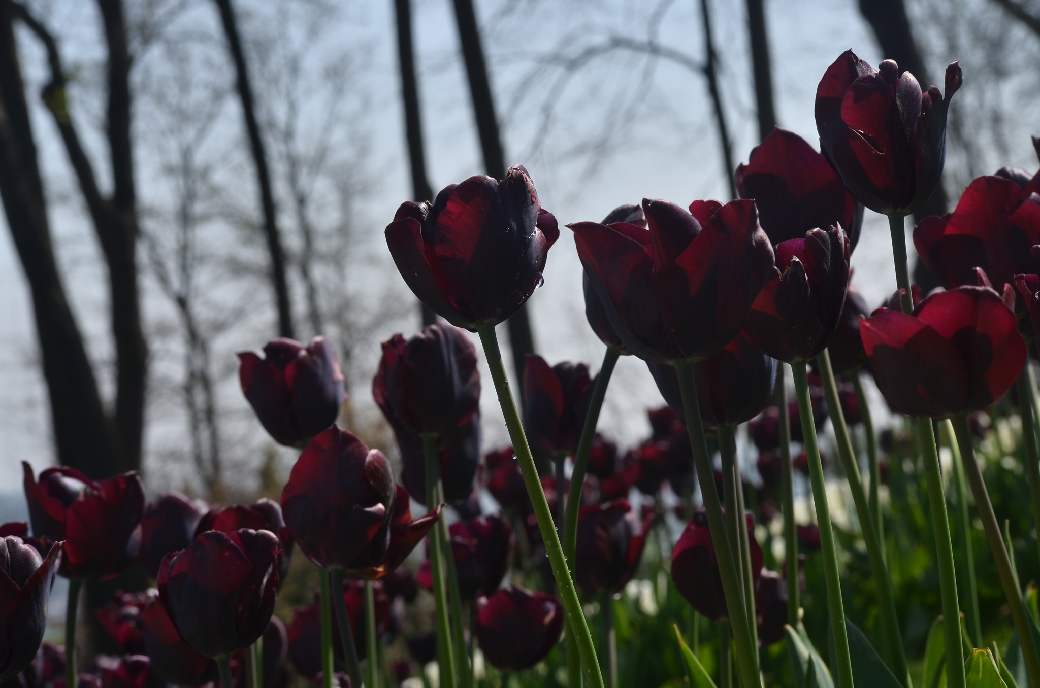 Nikon D7000 sample photo. Lale photography