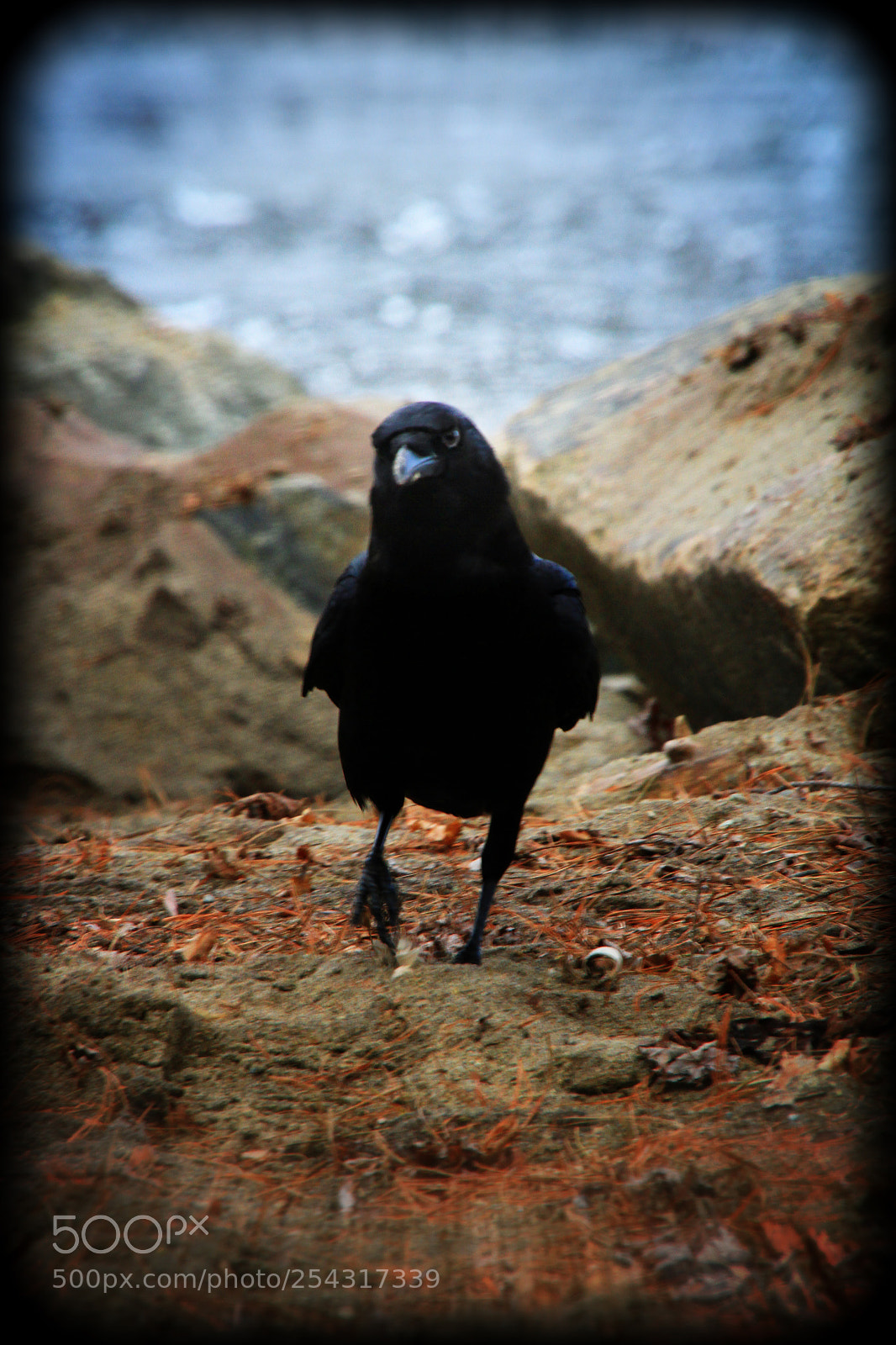 Canon EOS 7D sample photo. Crow magnum photography