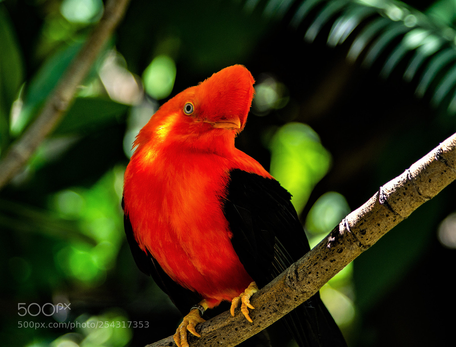 Pentax K-50 sample photo. Cock of the rock photography