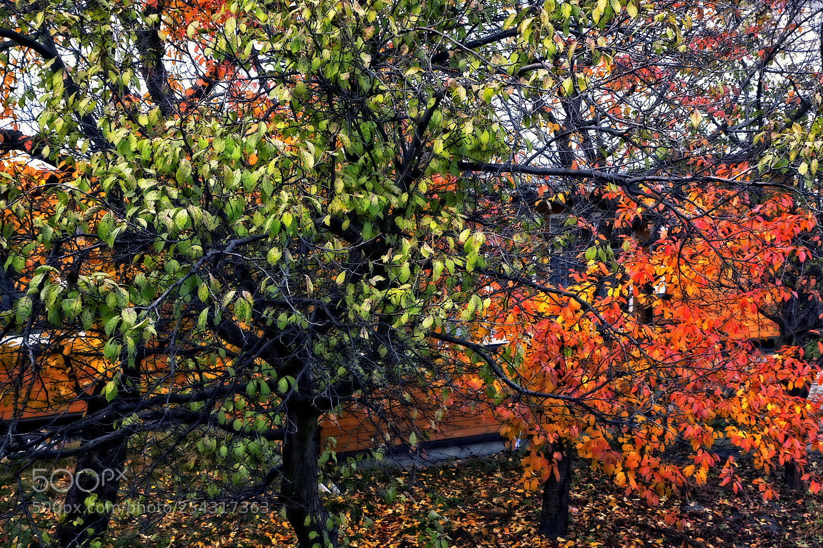 Canon EOS 40D sample photo. Colors, colors, colors photography