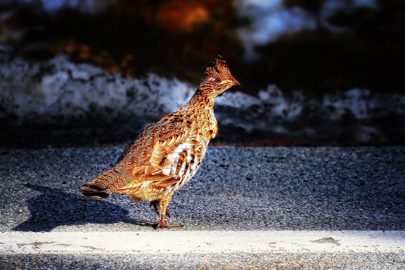 Canon EOS 7D sample photo. Why did the... oh photography
