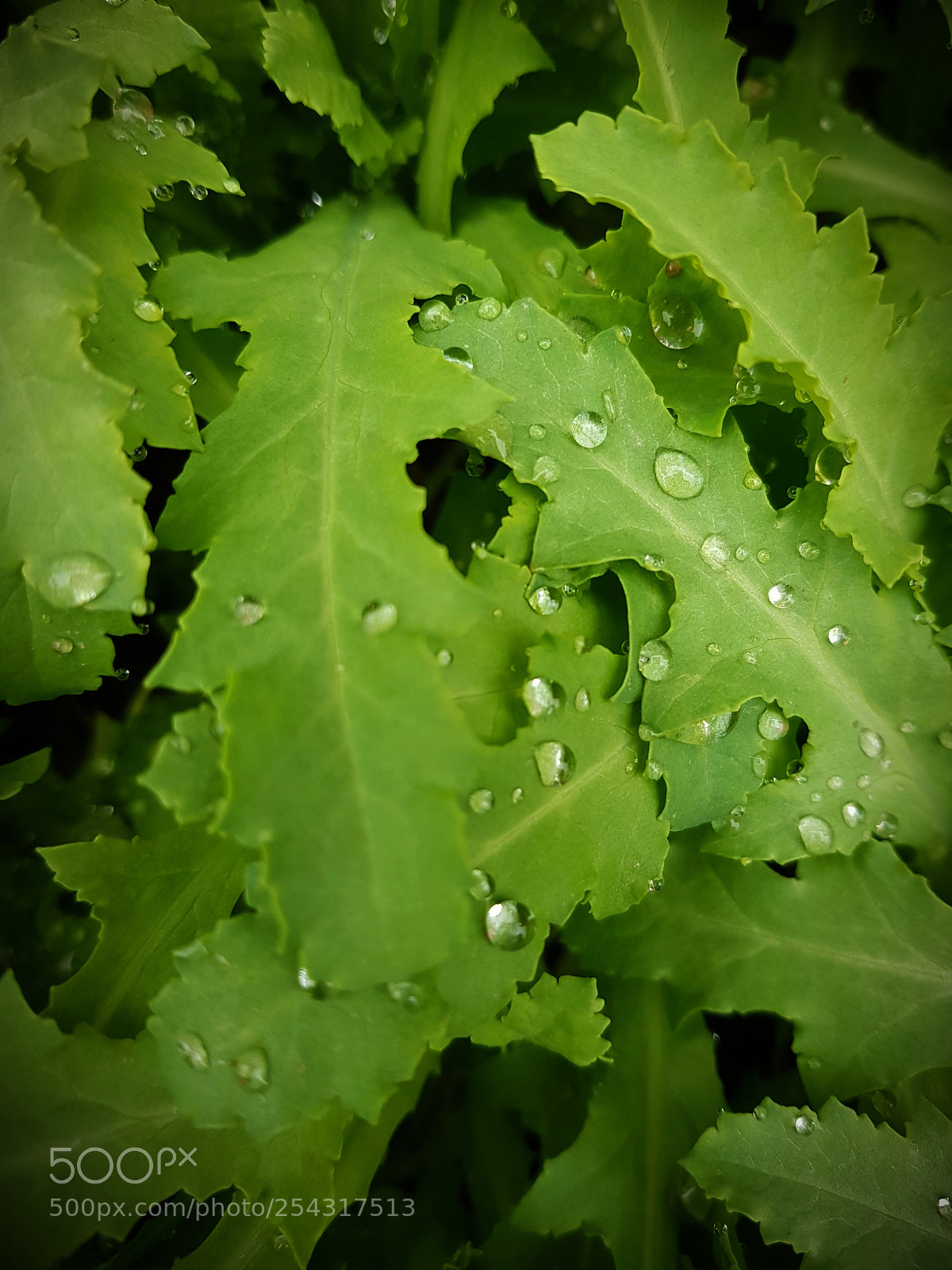Samsung Galaxy S8+ sample photo. Untitled photography